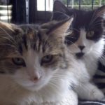 Two Sisters Seek a Forever Home