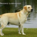 Brooks Labradors Named Breeder of the Month appears on KLAV am 1230 Las Vegas, NV