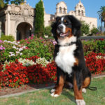 Photo Contest Seeks Balboa Park’s Next Top Dog