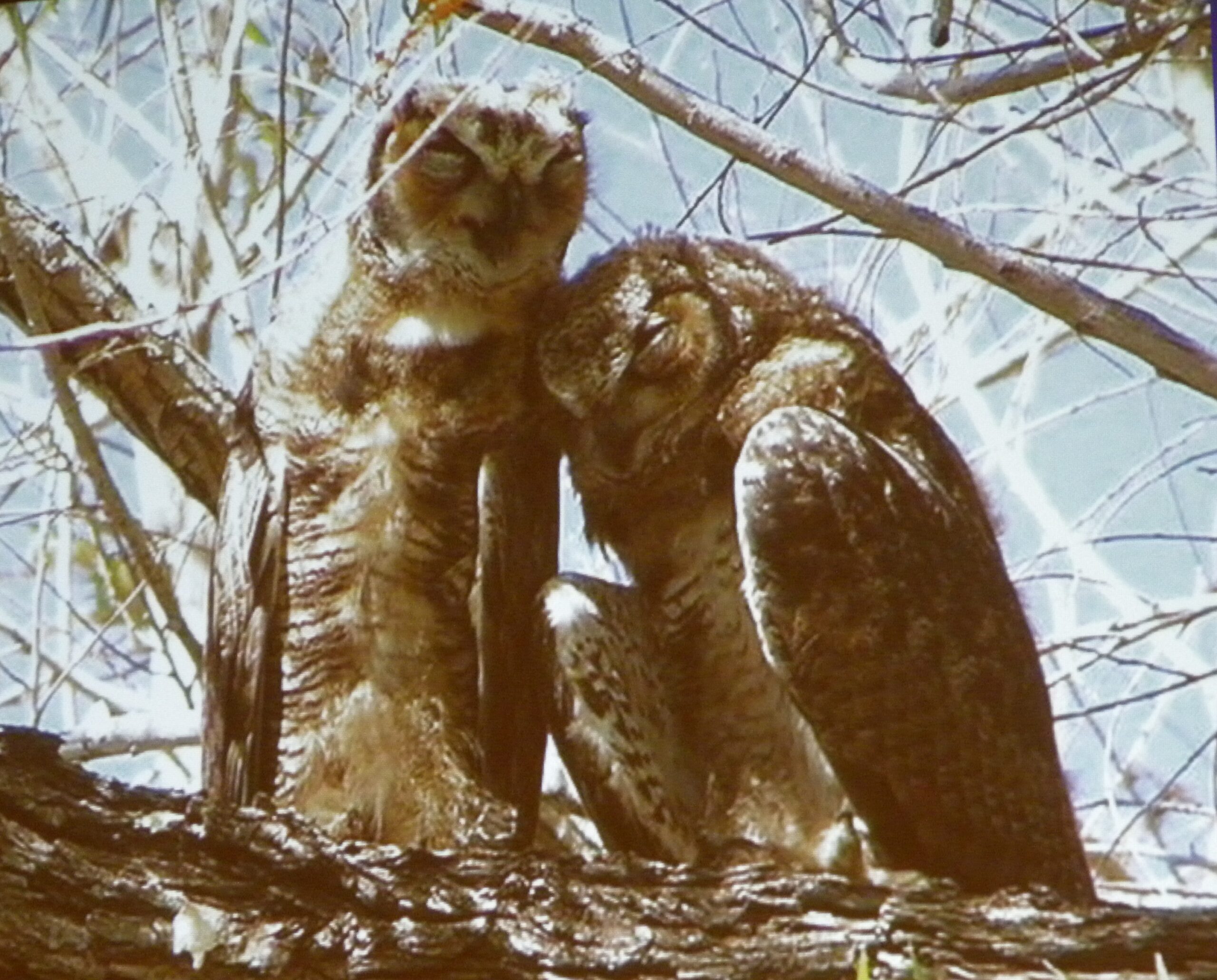 BS – Pair of owls