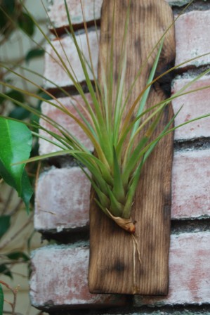 The Tillandsia is a genus in the Bromeliad family, of the genus epiphytic, and many of the plants are true epiphytes meaning they can grow with no soil.