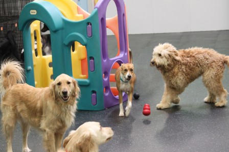 Dogtopia has multiple playrooms to suit every dog’s personality and size.