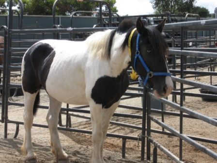 Horses are seeking a forever home.  
