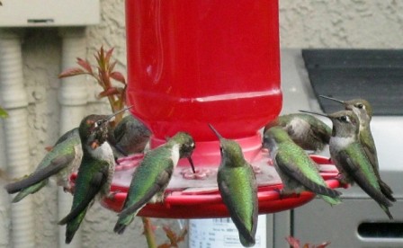 Hummingbirds enjoy nourishment from a feeder. Photo courtesy of Ben Zlotnick.