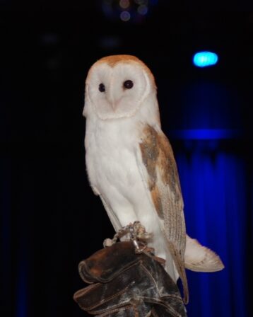 Male barn owls weigh about one pound. Photo courtesy of Meredith French.