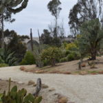 Horticultural History: Kate Sessions’ Lost and Found Gardens of Balboa Park