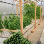 Connor Leone:  How ECOLIFE Uses the Science of Aquaponics