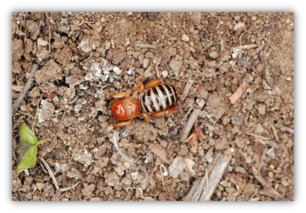 The ugly potato bug photograph is provided by Meredith French at FrenchFotos@cox.net.