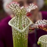 The Gory Facts about Carnivorous Plants