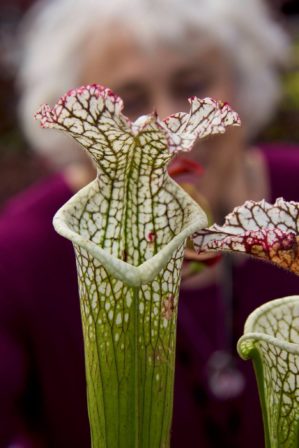 Carnivorous plants have special mechanisms allowing them to trap protozoa, insects and other arthropods.  