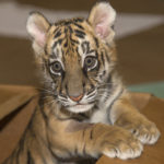 Tiger Cub Pair Gets More Room for Playtime Adventures