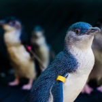 Birch Aquarium Presents Opening Date for Beyster Family Little Blue Penguins