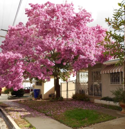 My neighbor’s tree is an exceptional bloomer. 