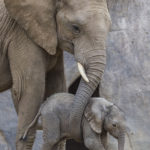 San Diego Zoo Safari Park’s Big Baby Girl Gets a Name