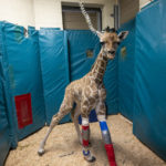 Three-month-old Giraffe Calf Thrives Following Unique Orthotic Leg Brace Treatment 