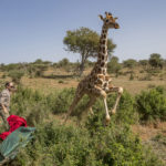 Conservationists Take Giraffe Surveillance to New Heights