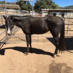 Horses of Tir Na Nog Seeks Matching Donor for $5,000