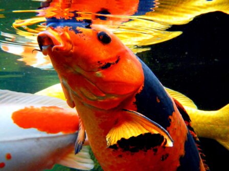 Koi fish are called “living jewels” and can live to be 100 years old. Some live up to 150 years in Japan.