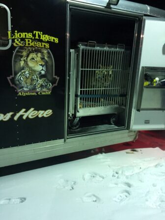 The animals are safely contained in a state of the art Animal Transport Hauler.