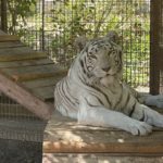 Lions Tigers & Bears to Rescue White Tiger and Servals