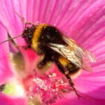 “Fight to Save Bees” Waged in California Courtrooms