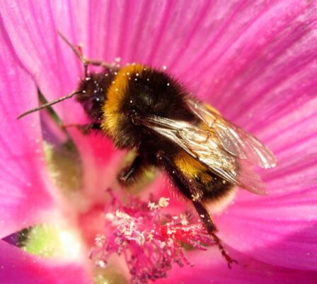 Bees are struggling to survive, as are the plants that rely on their pollination. 