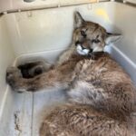 Mountain Lion Hit by Car Recovers at San Diego Humane Society
