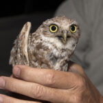 Tiny Backpacks on Small Owls Helps Conservation