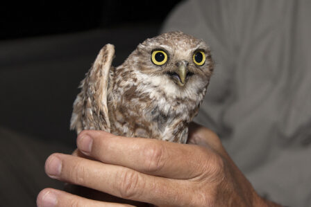 Burrowing owls are small diurnal birds that live in burrows in the ground throughout much of the western United States. 