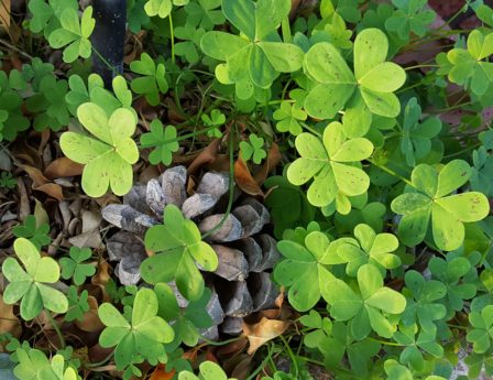Oxalis, also known as sour grass, can add flavoring to your meal.
