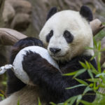 Giant Panda Xiao Liwu Turns Six