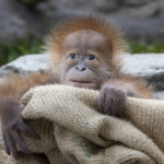 San Diego Zoo Celebrates the Birth of a Critically Endangered Sumatran Orangutan