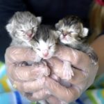 <strong>Join the Kitten Shower to Help Save Lives<br><br></strong>