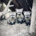 San Diego Zoo Safari Park Welcomes Three Bat-eared Fox Kits