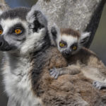 San Diego Zoo Welcomes Birth of Endangered Ring-tailed Lemur