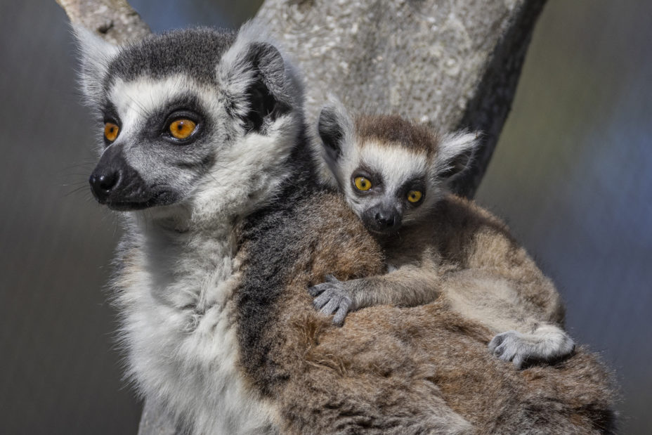 Herenhuis Schat Snazzy San Diego Zoo Welcomes Birth of Endangered Ring-tailed Lemur : Presidio  Sentinel