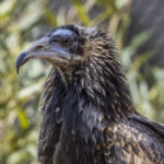 San Diego Zoo Wildlife Alliance Raises Rare Egyptian Vulture
