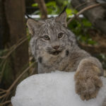 Lynx, Amur Leopards and Snow Leopards Receive a Snowy Experience