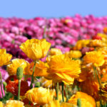 <strong>The Flower Fields in Carlsbad Come to Life</strong>