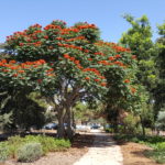Trees For Health Garden Prospers with the Help of Volunteers