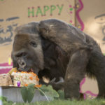 World’s Second Oldest Gorilla Celebrates Her 60th Birthday