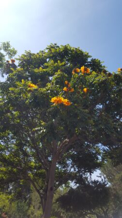 The African Tulip Tree is one of many specimens in the Trees for Health sanctuary.  