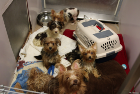Adorable Yorkies are going through a transitioning process to ensure their wellbeing.