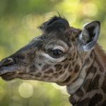 A Three-Week-Old Giraffe Calf Gets a Name at the San Diego Zoo