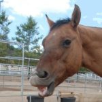 Dental Care for Tir Na Nog Horses