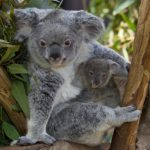 San Diego Zoo and San Diego Zoo Safari Park Reopened