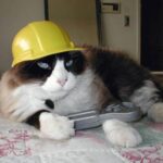 Animal Services Rescues Cat at Construction Site