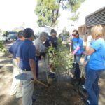 Planting of Edible Fruit Trees
