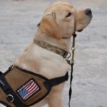 11 Dogs Placed With Wounded Warriors & Children On The Autism