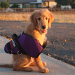 Tender Loving Canines Assistance Dogs (TLCAD)
